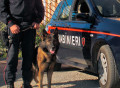 carabinieri-cinofili-ricerche-